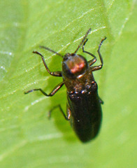 Agrilus masculinus