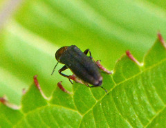 Agrilus masculinus