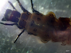 Psychoglypha bella