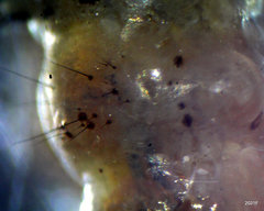 Psychoglypha bella