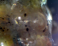 Psychoglypha bella