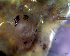 Psychoglypha bella