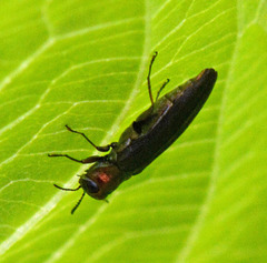 Agrilus masculinus