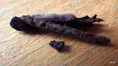Psychoglypha bella
