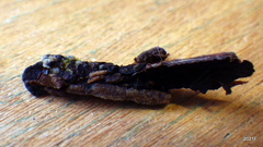 Psychoglypha bella