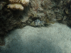 Dendrochirus barberi