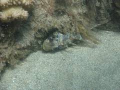 Dendrochirus barberi