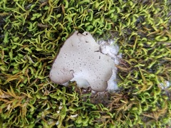 Dermatocarpon miniatum