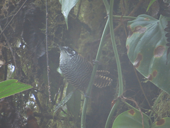 Cantorchilus nigricapillus