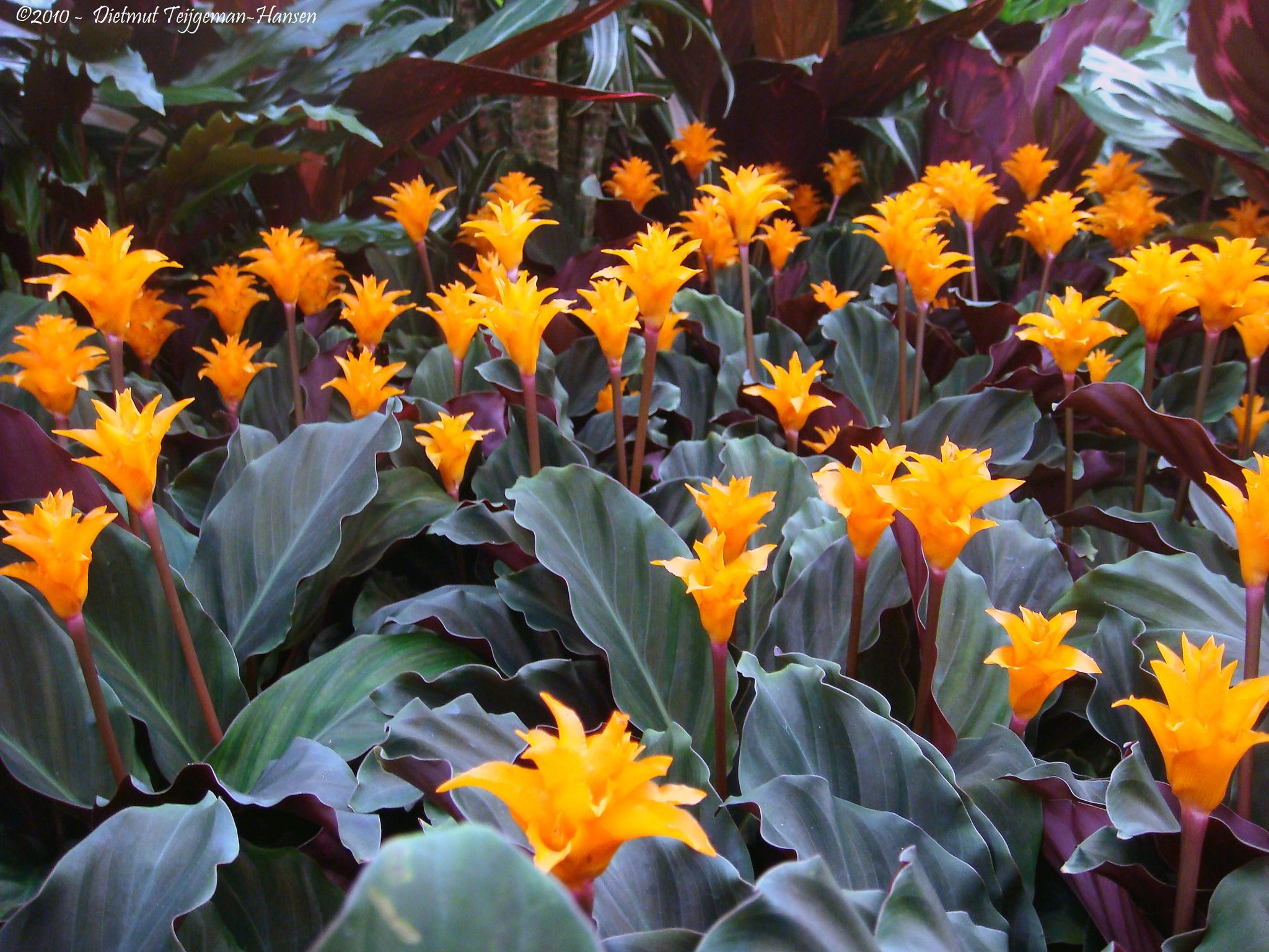 calathea rufibarba blüte Calathea rufibarba (Goeppertia rufibarba) – furry velvet calathea cu f –  Secret Garden Plant Shop main image 0