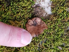 Dermatocarpon miniatum