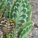 Goeppertia veitchiana - Photo (c) Dick Culbert, algunos derechos reservados (CC BY)