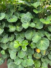 Polyscias scutellaria