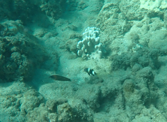 Parupeneus insularis