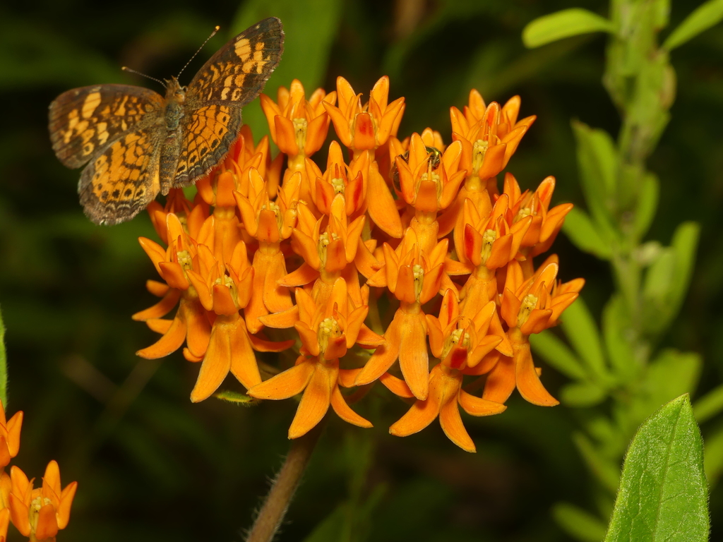 Monarch butterfly on milkweed