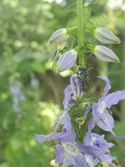 Megachile campanulae