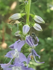 Megachile campanulae