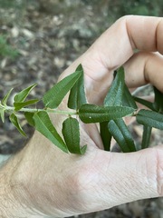 Podolobium aciculiferum