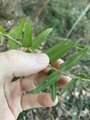 Podolobium aciculiferum