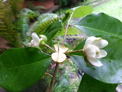 Psidium friedrichsthalianum