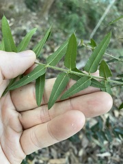 Podolobium aciculiferum