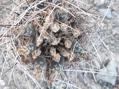 Ancistrocactus scheeri