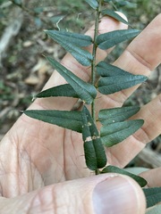 Podolobium aciculiferum