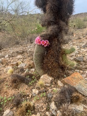 Mammillaria grahamii