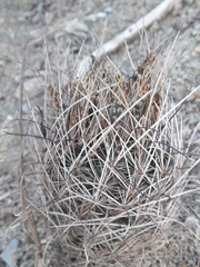 Ancistrocactus scheeri
