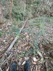 Podolobium aciculiferum