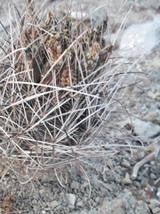 Ancistrocactus scheeri