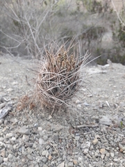 Ancistrocactus scheeri