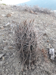 Ancistrocactus scheeri