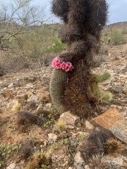 Mammillaria grahamii