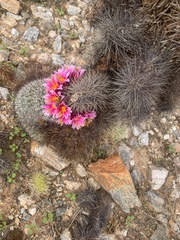 Mammillaria grahamii