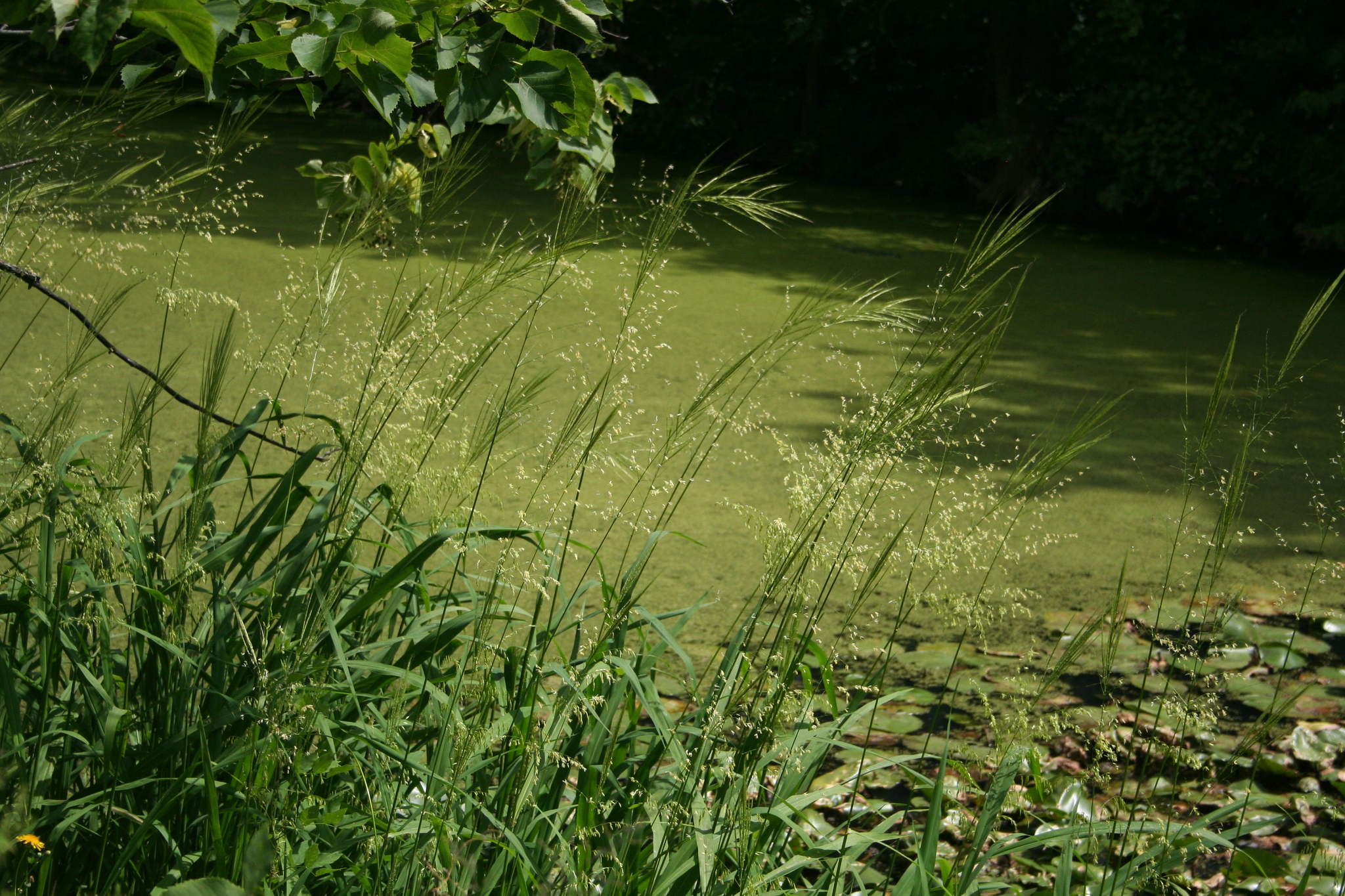Zizania aquatica var. aquatica