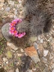 Mammillaria grahamii