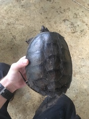 Chelydra acutirostris