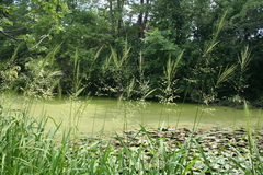 Zizania aquatica aquatica