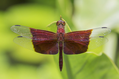 Camacinia gigantea