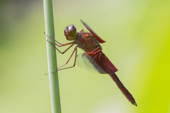 Camacinia gigantea