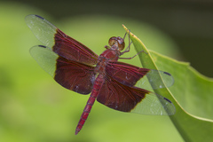 Camacinia gigantea