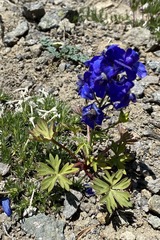Delphinium glareosum