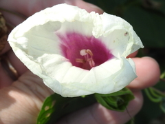 Ipomoea shumardiana