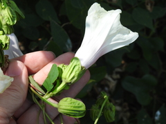 Ipomoea shumardiana