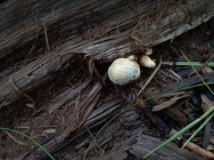 Hemipholiota