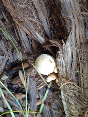 Hemipholiota