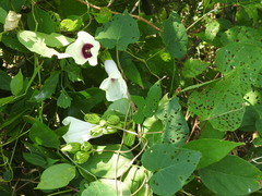 Ipomoea shumardiana