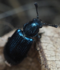Necrobia violacea