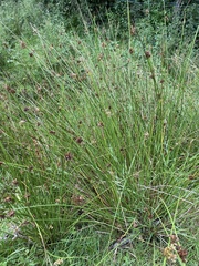 Juncus conglomeratus